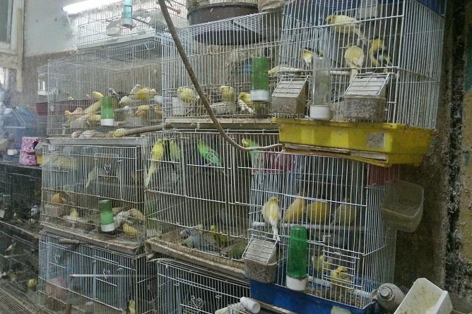 6 إصابات بإنفلونزا الطيور H5N8 في الرياض والخرج والأحساء وجدة